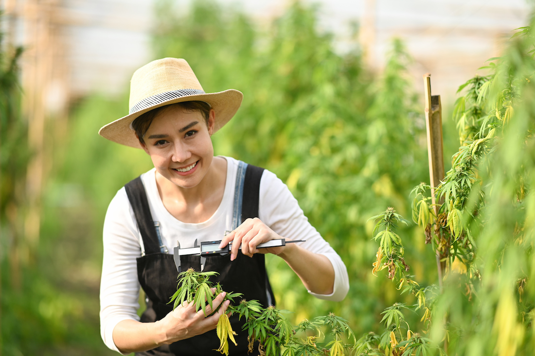 Young farmer checking cannabis plants in the fields before harvesting. Business agricultural cannabis farm.